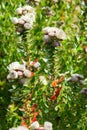 Beautiful Flowers in Kirstenbosch National Botanical Garden Royalty Free Stock Photo