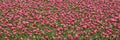 Beautiful flowers in large flower bed. Lots pink peonies on green field. Blooming plants in nature