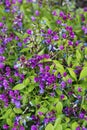 Beautiful flowers of Lathyrus Vernus Spring Vetchling or Spring Pea Royalty Free Stock Photo