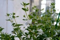 Beautiful flowers and leaves of bacopa. Balcony greening