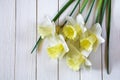 Beautiful flowers of light yellow daffodils on white wooden background Royalty Free Stock Photo