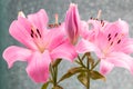 Beautiful flowers of lillies on colored background background. Royalty Free Stock Photo