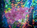 Beautiful flowers of lillies on colored background background. Royalty Free Stock Photo