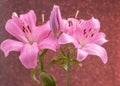 Beautiful flowers of lillies on colored background background Royalty Free Stock Photo