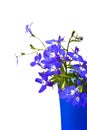 Beautiful flowers Lobelia Royalty Free Stock Photo