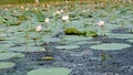 Beautiful flowers LOTUS colony in the park lake.