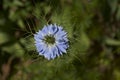 Love-in-a-mis, ragged lady - Nigella damascena