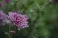 Beautiful flowers macro abstract art background with a soft focus. Pink and purple flowers chrysanthemum in nature on Royalty Free Stock Photo