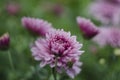 Beautiful flowers macro abstract art background with a soft focus. Pink and purple flowers chrysanthemum in nature on Royalty Free Stock Photo