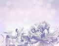 Beautiful flowers made with color filters - Abstrack background Royalty Free Stock Photo