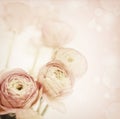 Beautiful flowers made with color filters Royalty Free Stock Photo