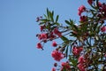 Beautiful flowers of magnolia against the blue sky