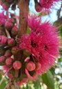 Beautiful flowers from the Malay Apple Tree