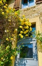 Beautiful flowers in the village of Nans-sous-Sainte-Anne