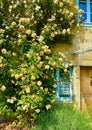 Beautiful flowers in the village of Nans-sous-Sainte-Anne