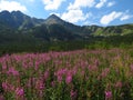 Beatiful flowers in the middle of warm spring in High Tatras Royalty Free Stock Photo