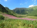 Beatiful flowers in the middle of warm spring in High Tatras Royalty Free Stock Photo