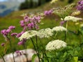 beautiful flowers in the mountains in Valais. near Verbier. Colored flowers on the alp field. High quality photo.