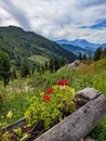 beautiful flowers in the mountains in Valais. near Verbier. Colored flowers on the alp field. High quality photo.