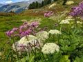 beautiful flowers in the mountains in Valais. near Verbier. Colored flowers on the alp field. High quality photo.