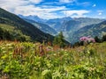 beautiful flowers in the mountains in Valais. near Verbier. Colored flowers on the alp field. High quality photo.