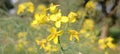 A beautiful flowers of Mustard oil crop. Royalty Free Stock Photo