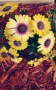 Beautiful flowers in my yard I planted looks great Royalty Free Stock Photo