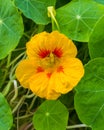 Beautiful flowers of nasturtiums. Nasturtium plants in the garden Royalty Free Stock Photo