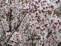 Beautiful flowers of natural colors spring pollen aroma