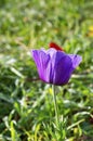 Beautiful flowers in the nature Royalty Free Stock Photo