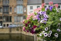 Beautiful flowers near a canal in Brugge Royalty Free Stock Photo