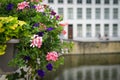 Beautiful flowers near a canal in Brugge Royalty Free Stock Photo