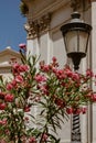 Beautiful flowers near the Chiesa del Santissimo Nome di Maria al Foro Traiano in Rome, Italy