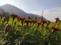 Beautiful flowers near a green field showing the beauty of nature used so much in many Hindu festivals Royalty Free Stock Photo