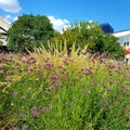 Beautiful flowers on one of the corners of Frankfurt