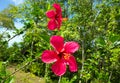 A red hibiscus plant in the Caribbean