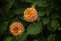 Beautiful flowers, orange dahlia flowers in the summ