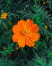 Beautiful flowers. Orange flower. Garden of beautiful flowers. Royalty Free Stock Photo