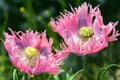 Beautiful flowers of Papaver somniferum or opium breadseed poppy plant