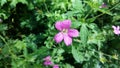 Beautiful flowers, Parc Floral de Paris, Vincennes, France