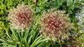 Beautiful flowers, Parc Floral de Paris, Vincennes, France