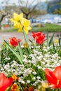 Beautiful flowers in a park in Weesen in Switzerland Royalty Free Stock Photo