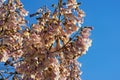 Springtime. Beautiful flowers of Paulownia tomentosa tree against blue sky. Free space for text