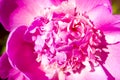 Beautiful flowers, peonies.Closeup of beautiful pink Peonie flower. Royalty Free Stock Photo