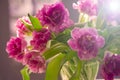 Beautiful flowers, peonies.Closeup of beautiful pink Peonie flower. Royalty Free Stock Photo