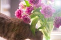 Beautiful flowers, peonies.Closeup of beautiful pink Peonie flower. Royalty Free Stock Photo
