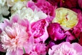 Beautiful flowers, peonies. Elegant bouquet of a lot of peonies of pink and red color close up Royalty Free Stock Photo