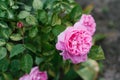 Beautiful flowers of the peony-shaped English rose Mary Rose in the garden in summer