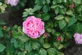 Beautiful flowers of the peony-shaped English rose Mary Rose in the garden in summer