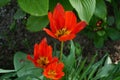 Flowers, colors, orange,yellow,green Royalty Free Stock Photo